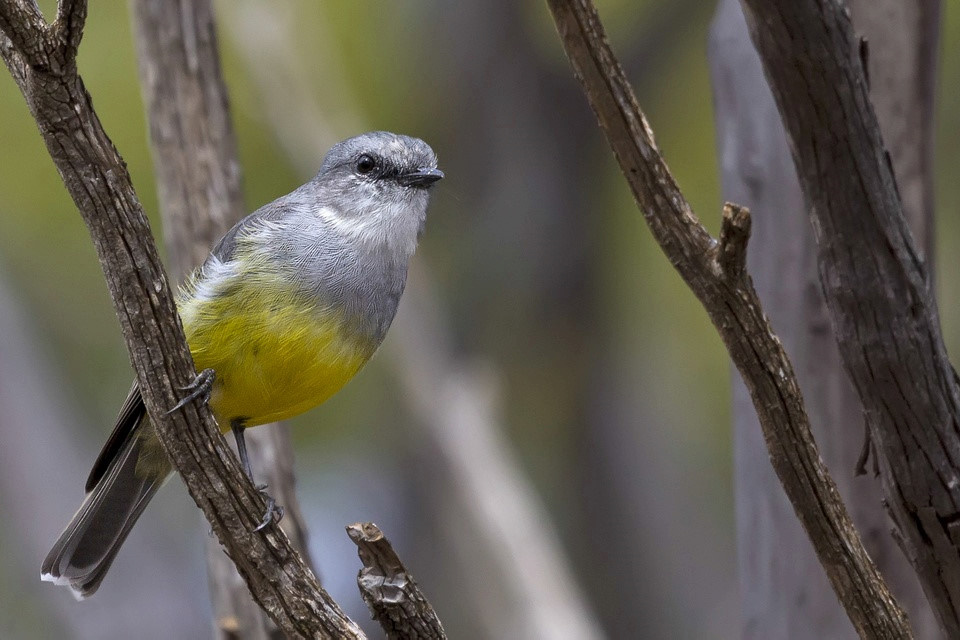 Western Yellow Robin (Eopsaltria griseogularis)